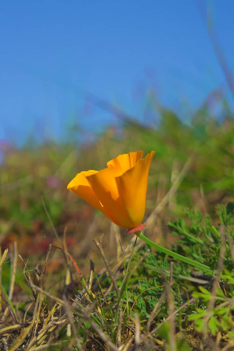 A single orange poppy blooms in a grassy field.
