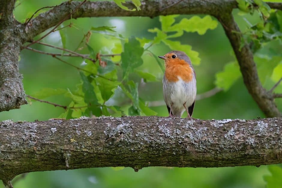 A beautiful European Robin on a tree branch amidst lush spring greenery, symbolizing nature's serenity.