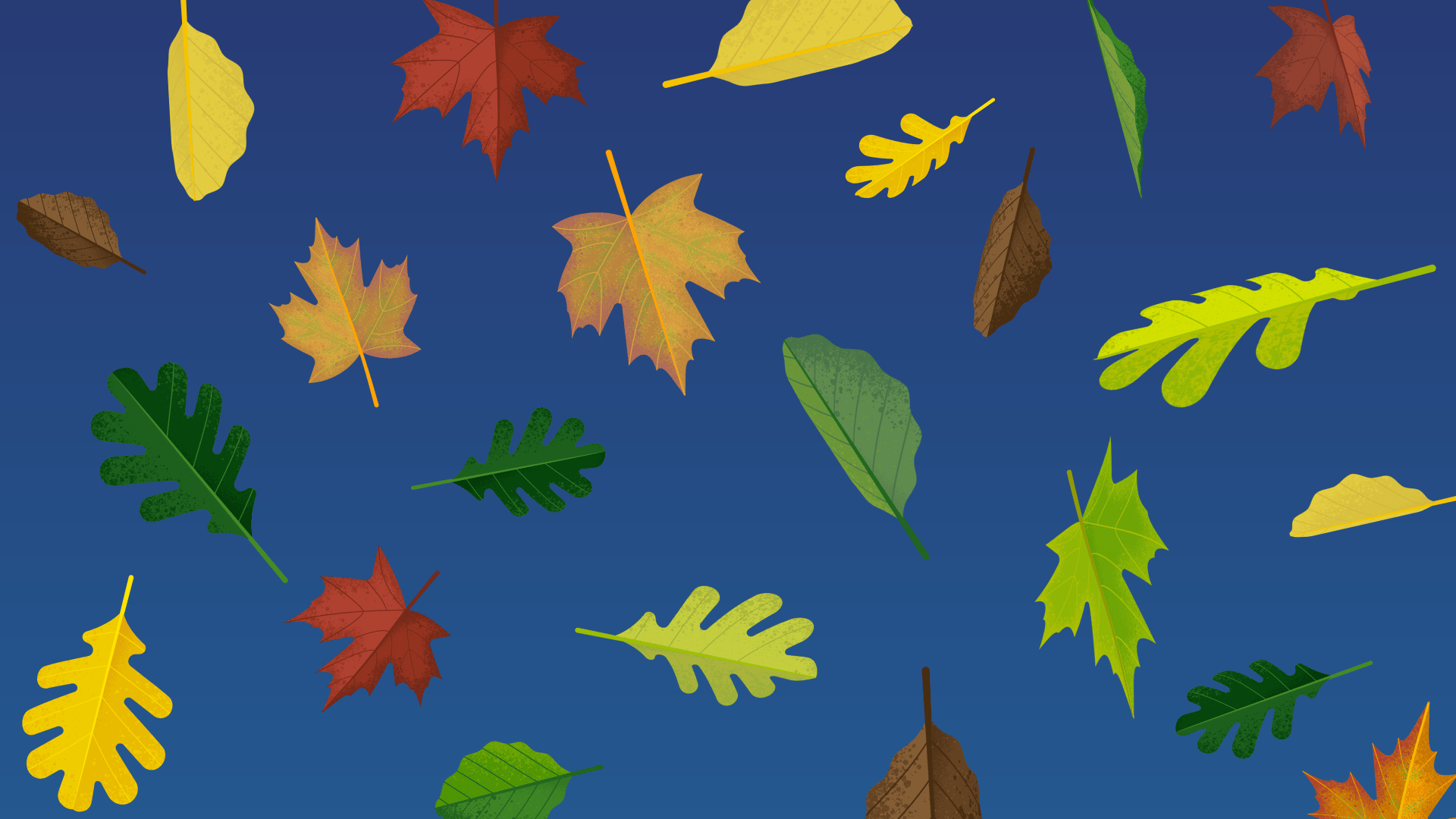 Illustrate and animate colorful fall leaves