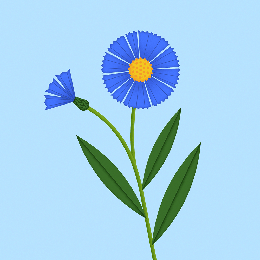 blue flower stylized in After Effects