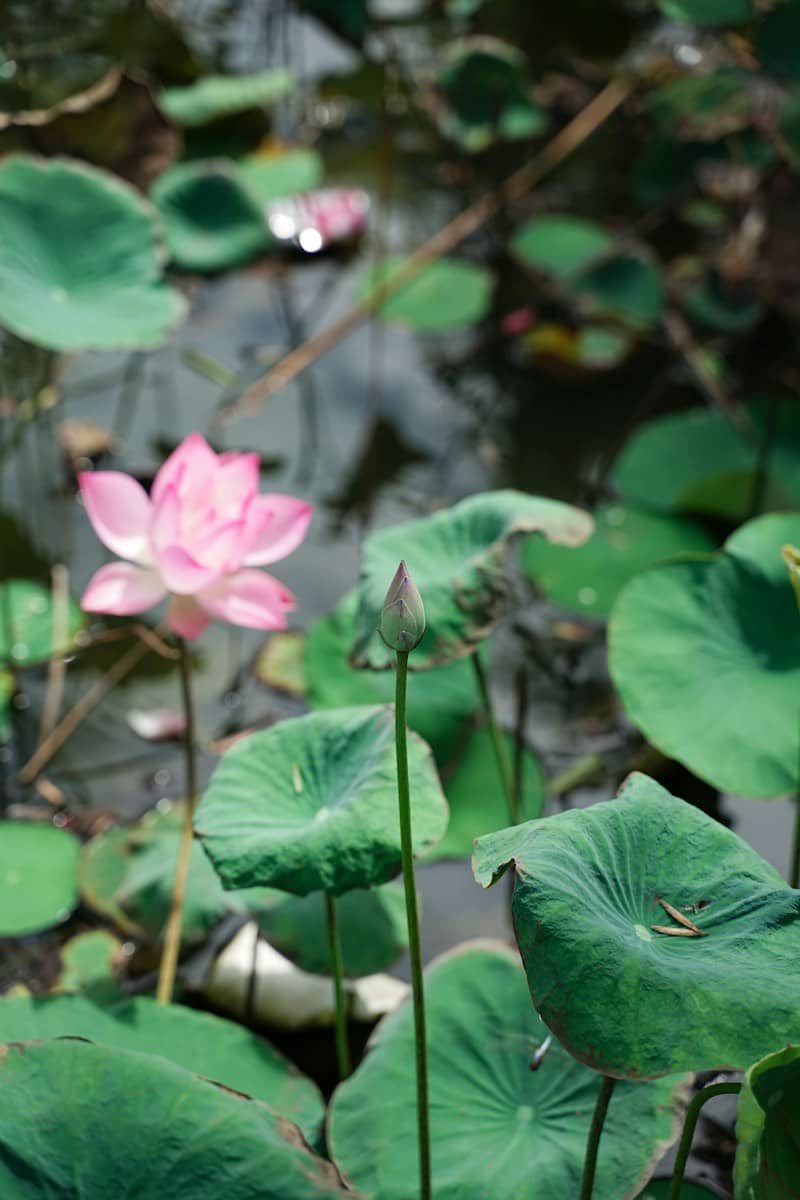 A pink flower sitting on top of a lush green lily pad