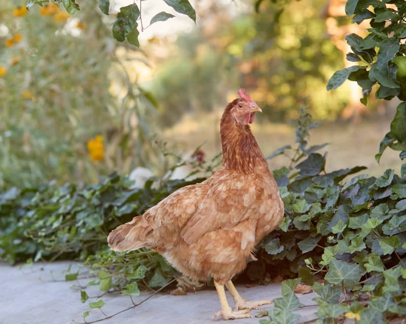 A brown chicken stands in a garden with green foliage.