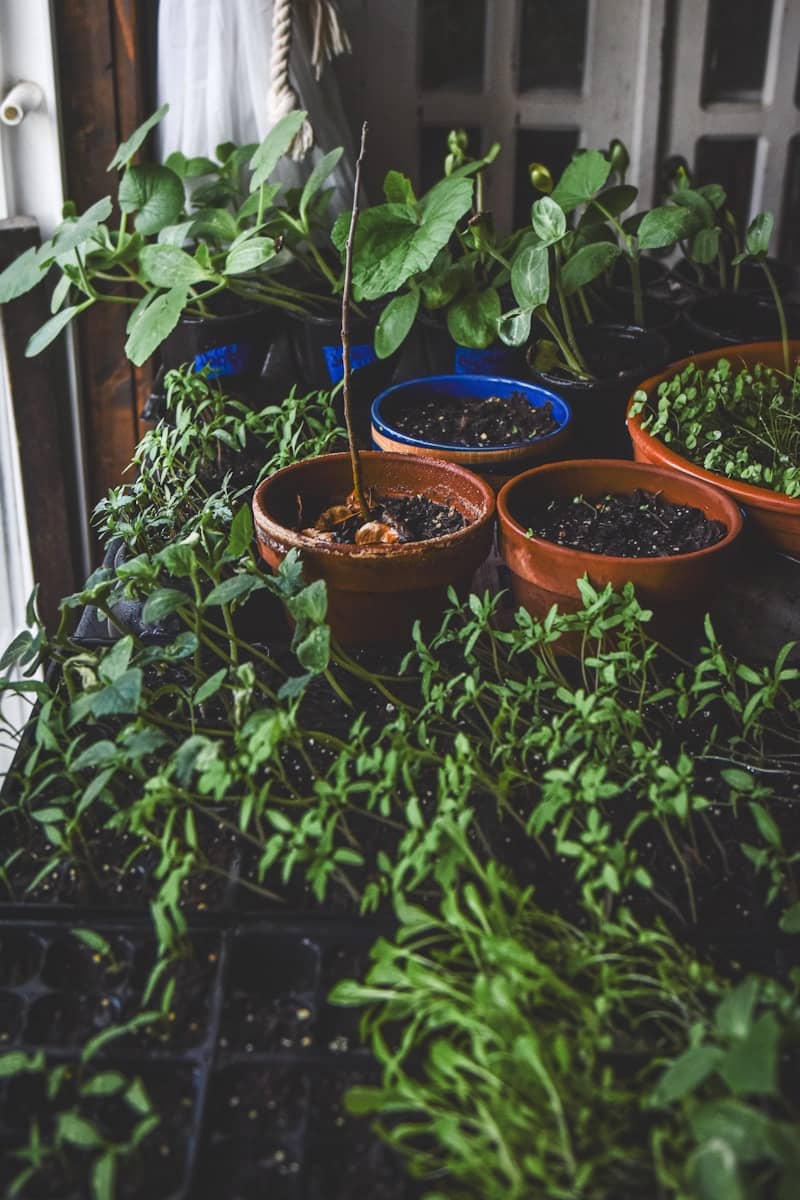 Seedlings and potted plants on a dark surface.