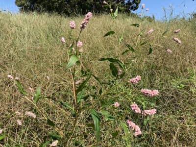 pink wispy flower at the park