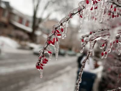 Ice formed on a tree branch with berries