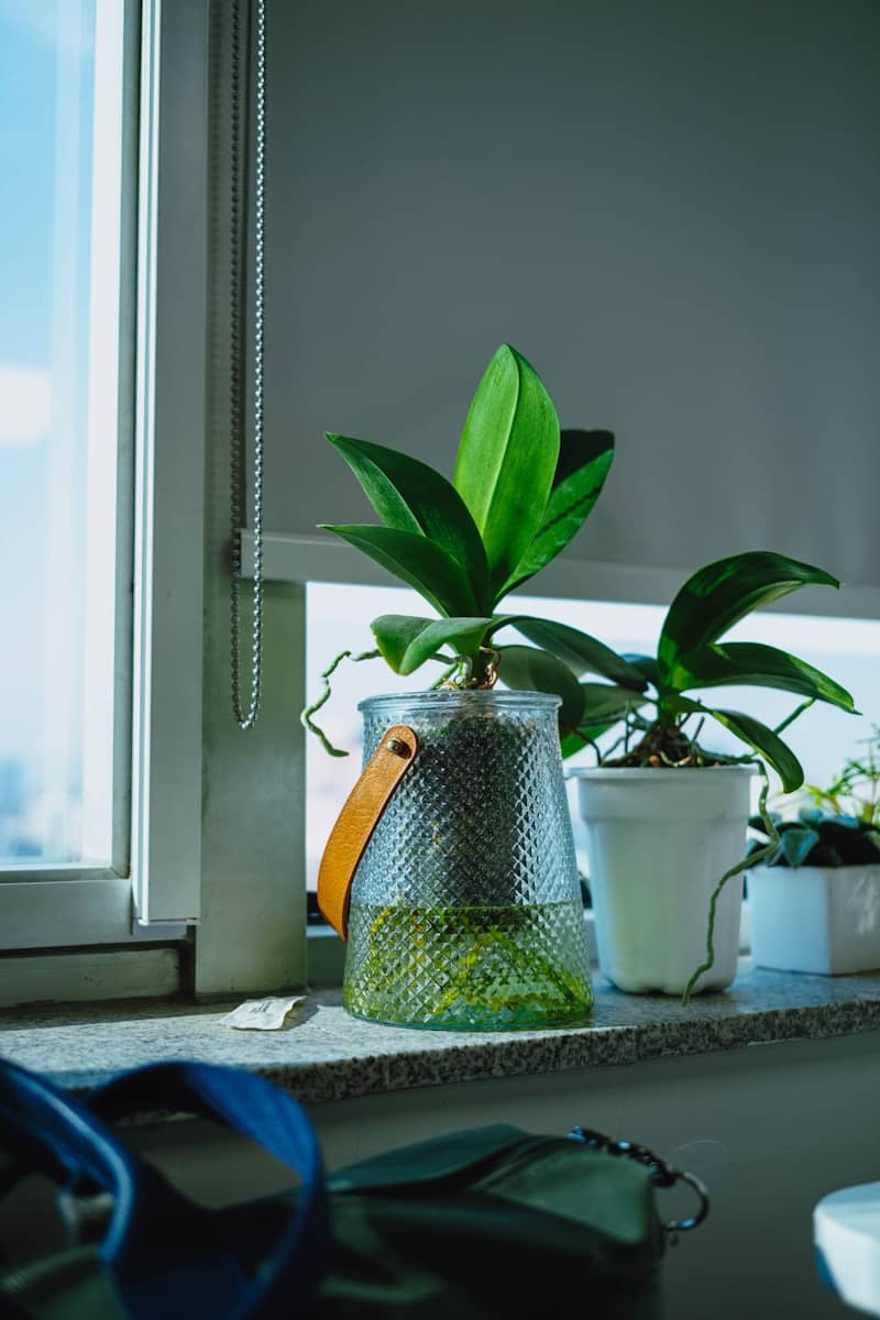 Two potted orchid plants on a windowsill.