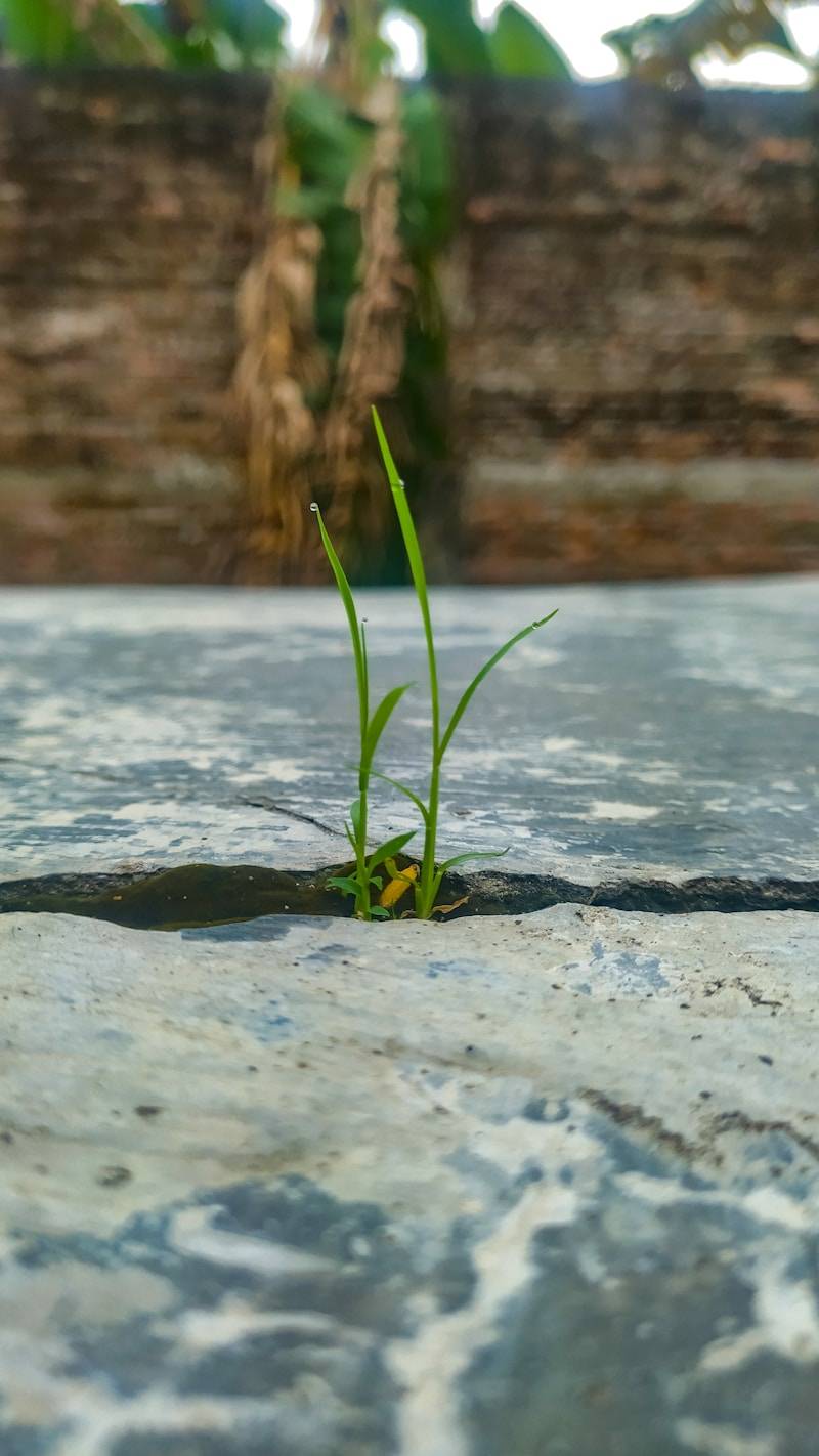 a small plant sprouting out of the ground