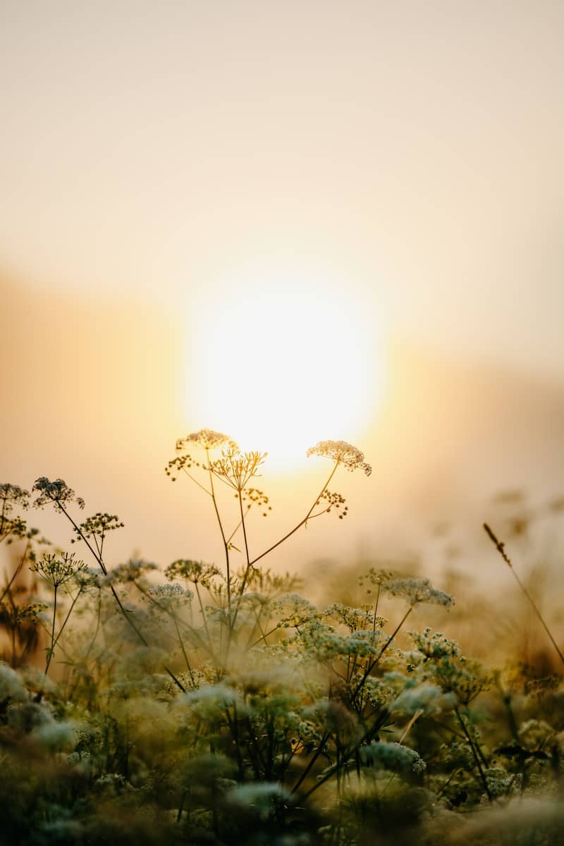 Wildflowers silhouetted against a foggy sunrise