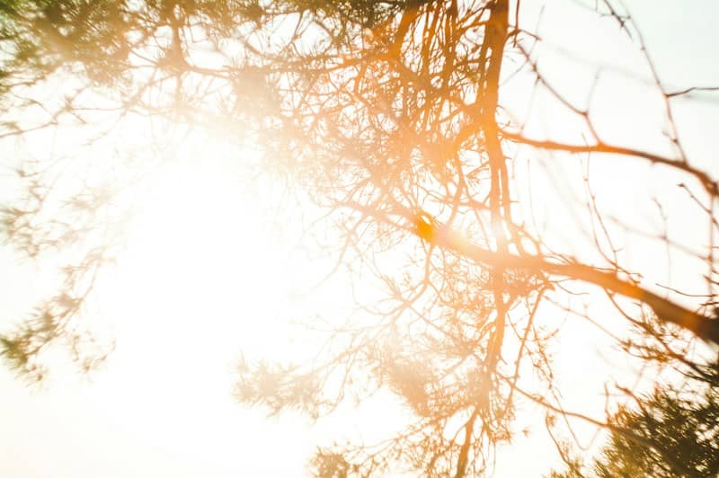 Sunlight filtering through tree branches on a bright day