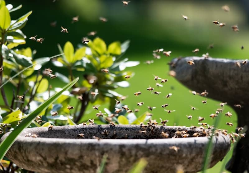 Bees swarm around a bird bath in a garden.
