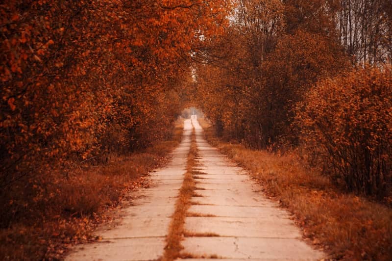 An autumn road leads into a colorful forest.