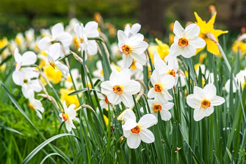 White and yellow daffodils blooming in a garden