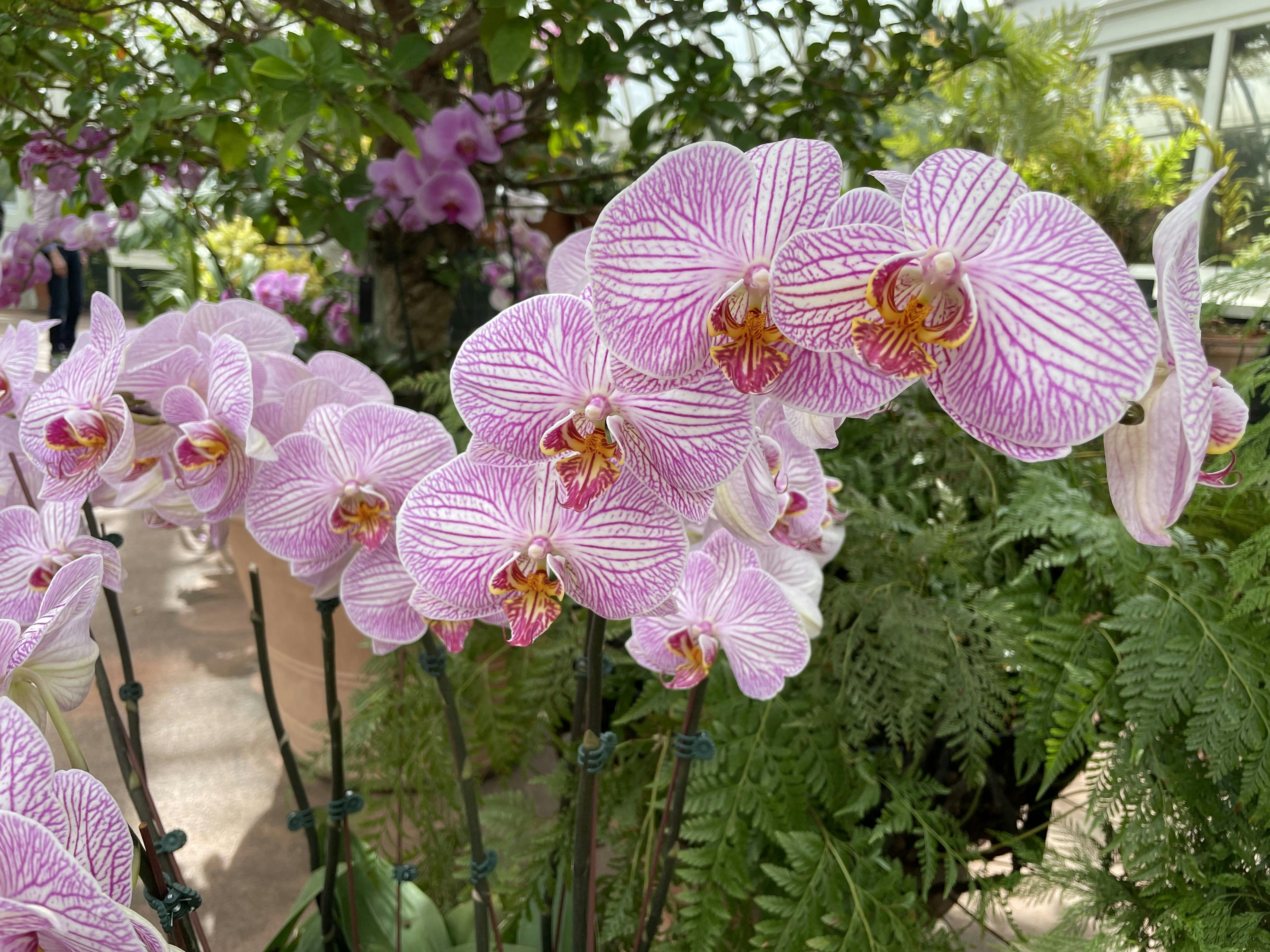 NYBG Orchid Show 2023