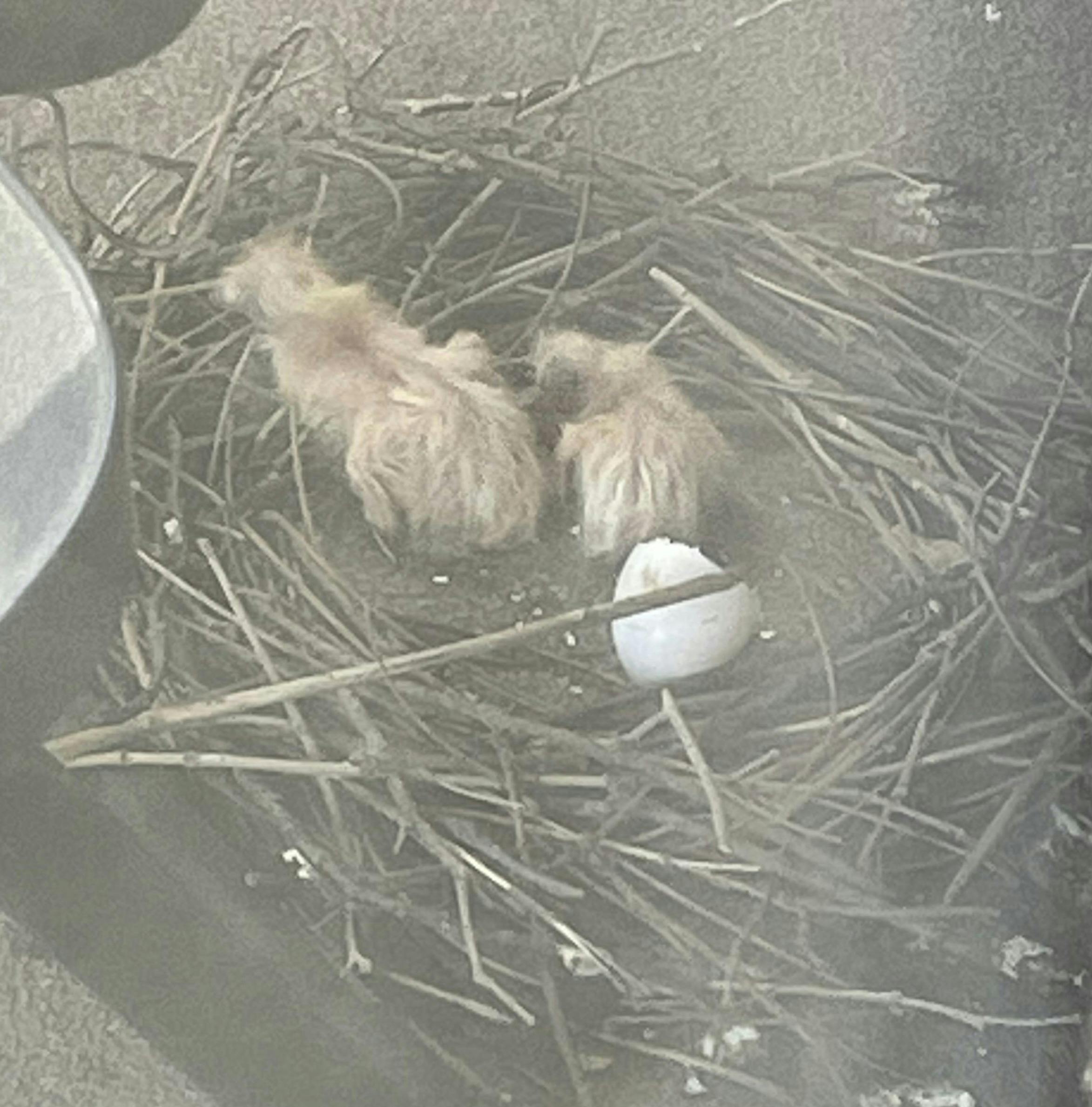 Two newborn pigeon squabs in their nest