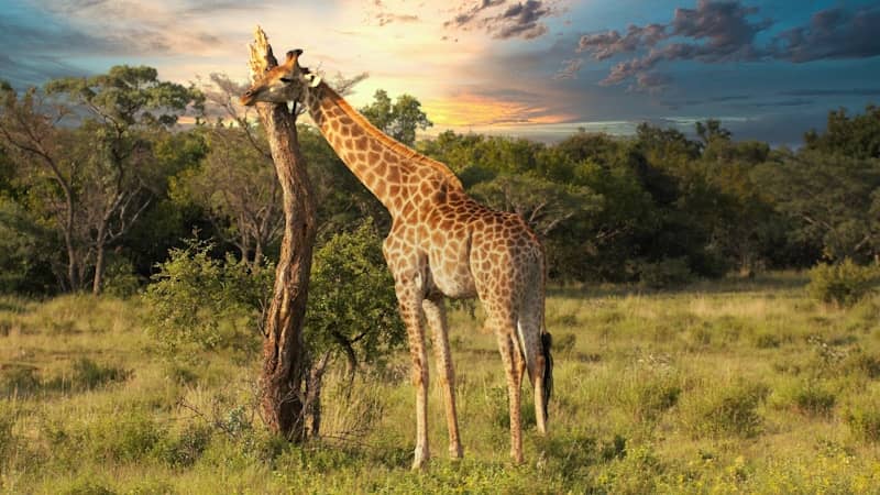 giraffe standing on green grass field during sunset