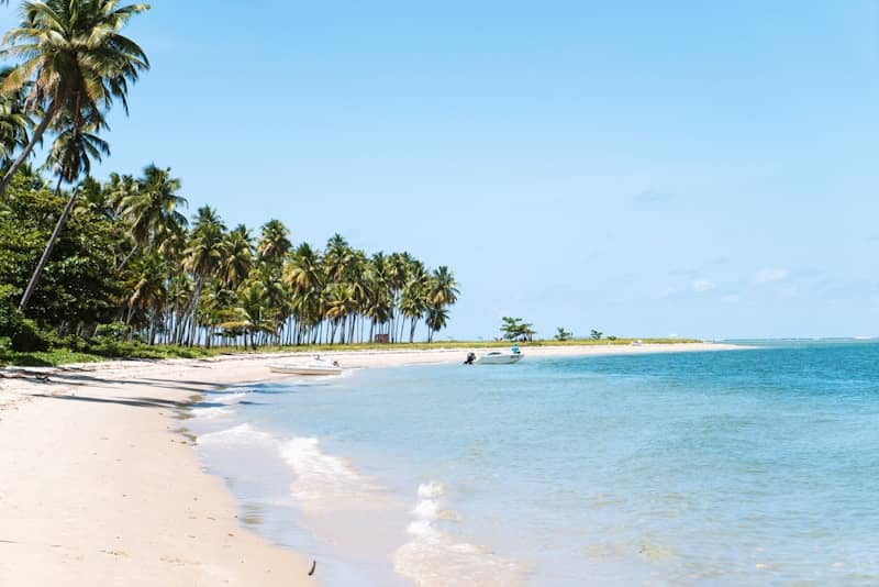 beach surrounded by trees