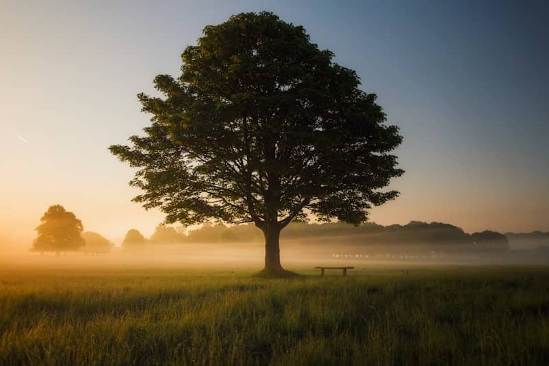 green leafed tree surrounded by fog during daytime