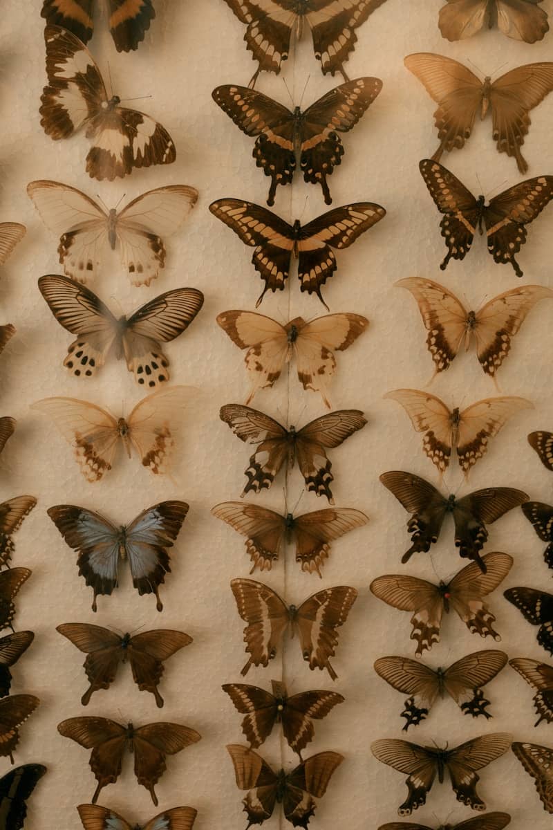 Collection of assorted butterflies displayed neatly.