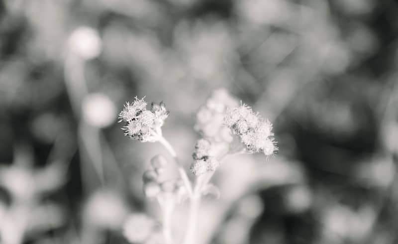 Close-up of delicate white flowers in soft focus.