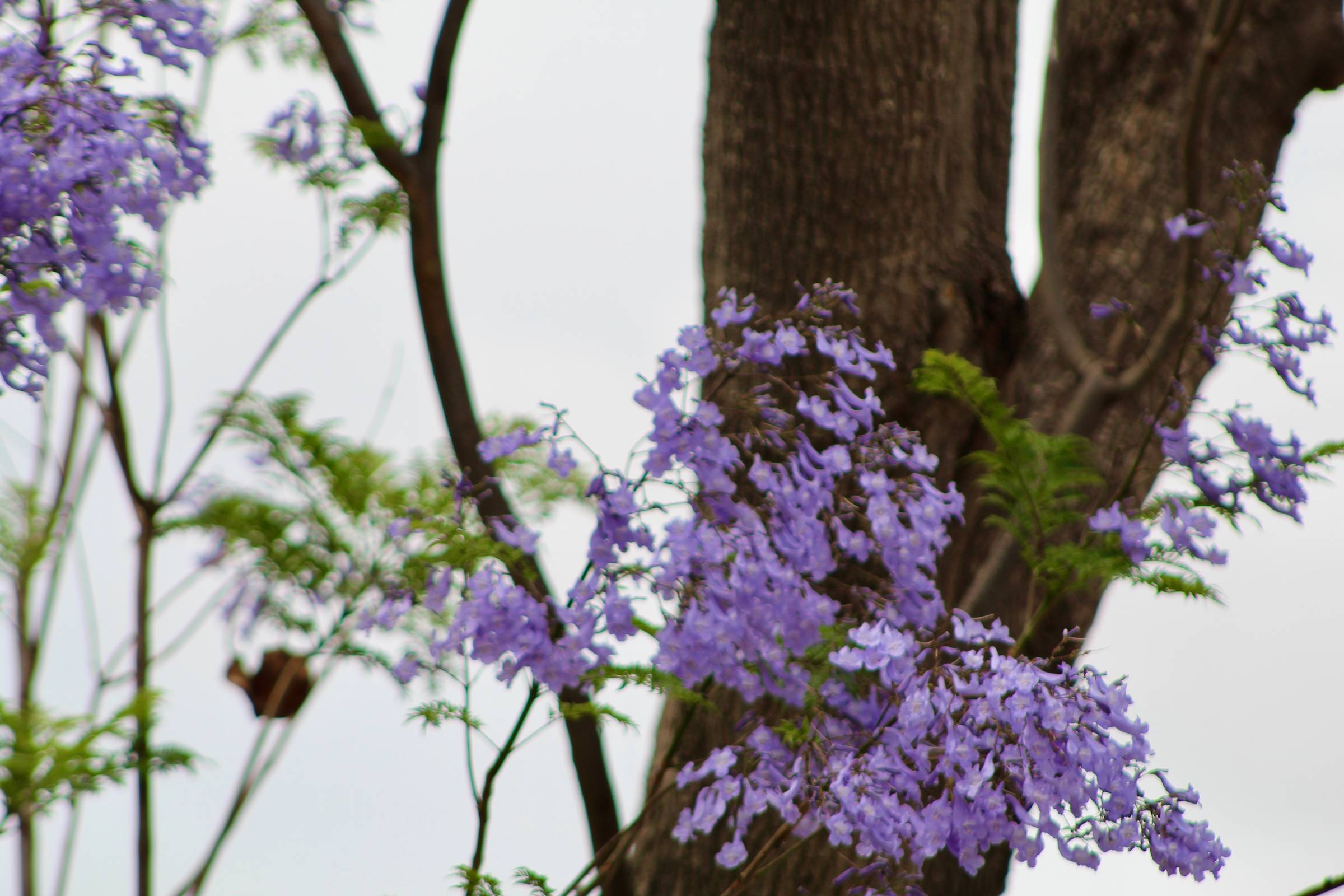 Tree Blossoms