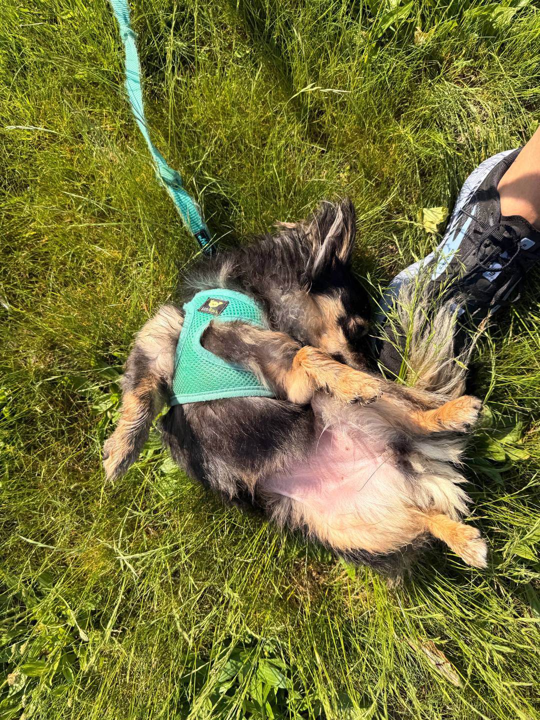 Min wiggling on her back in the grass looking for post-walk belly rubs.