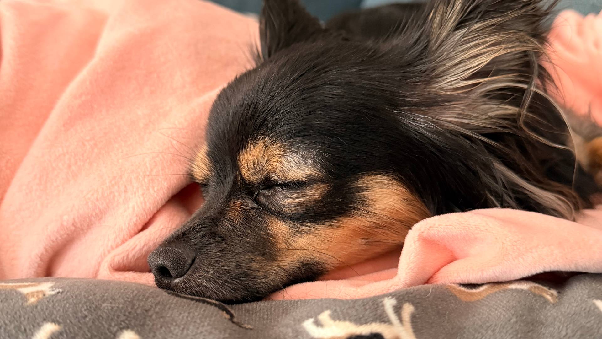 Close up of Minerva, a long-haired black and tan chihuahua sleeping on a grey dog print bed with a salmon colored blanket beneath her.