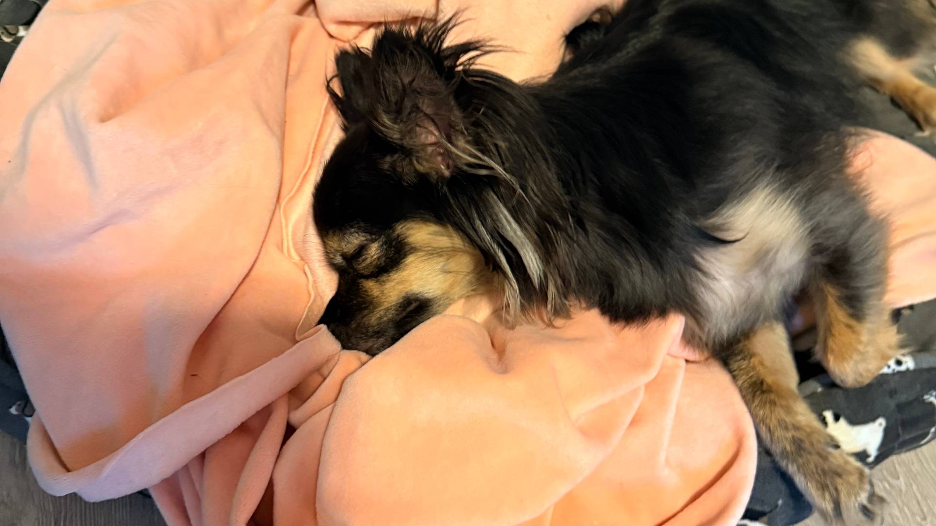Picture of Minerva stretched out and sleeping on her bed which is grey with a dog print and and a coral colored fleece blanket.