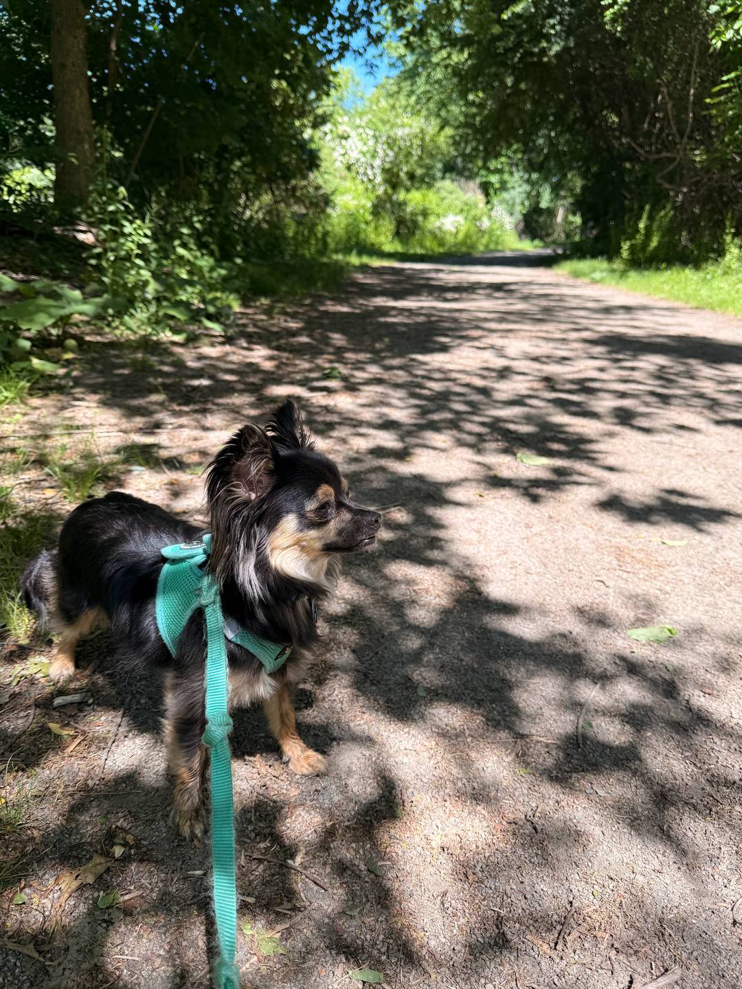 An image of Min staring into the distance on a shaded trail surrounded by trees and greenery.