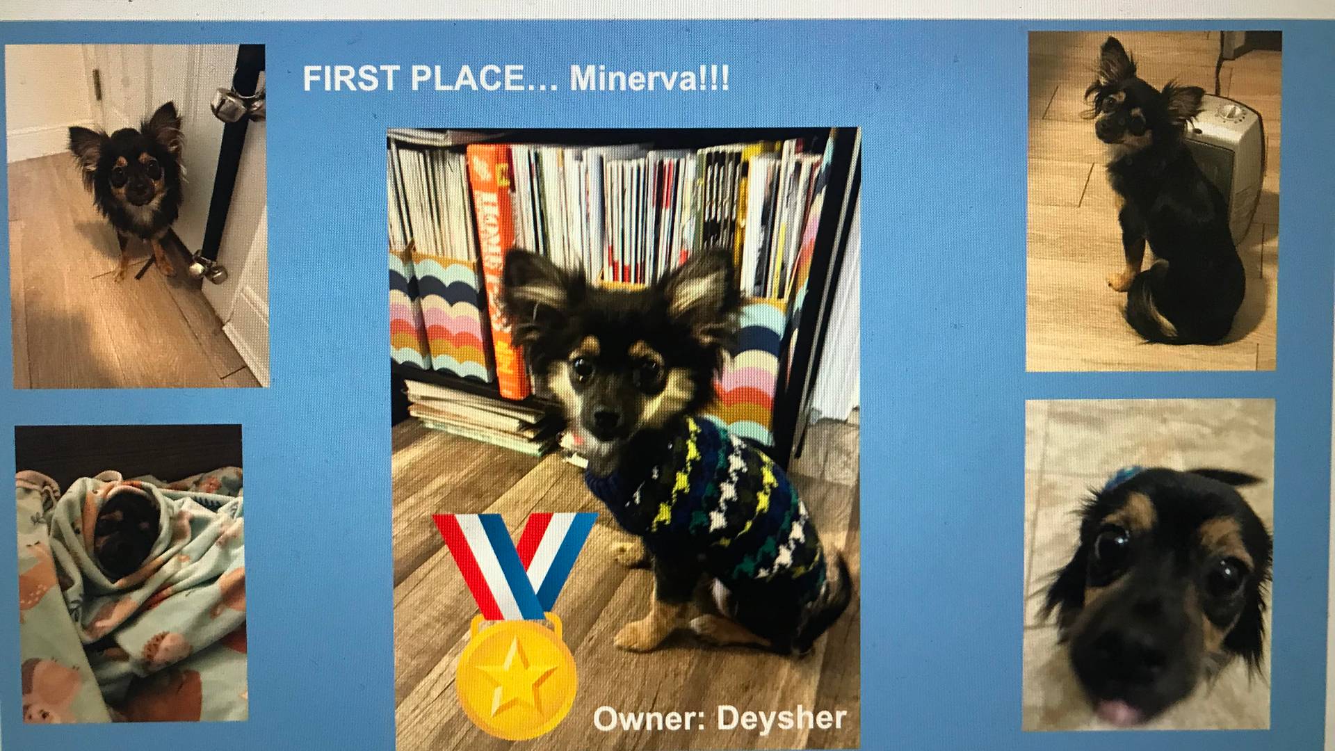 A collection of Minerva images that won her the cutest pet contest at my fiance's school. Mostly it's her sitting and looking adorably into the camera. The centerpiece is her in an argyle sweater. A gold medal has been photoshopped on top.