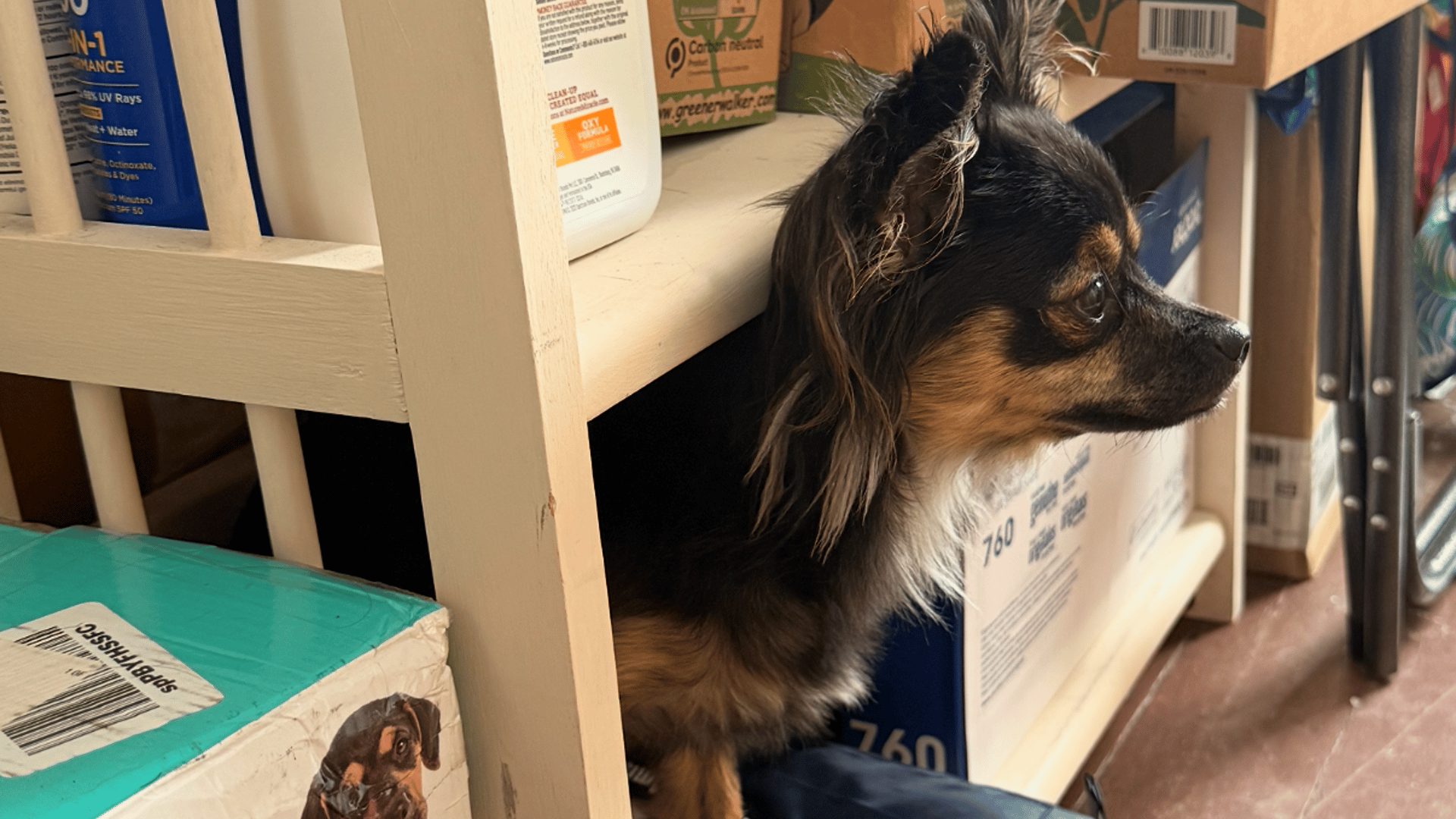 A pic of Minerva, a long-haired tri-color chihuahua, sitting on a low shelf, staring intently in front of her. 
