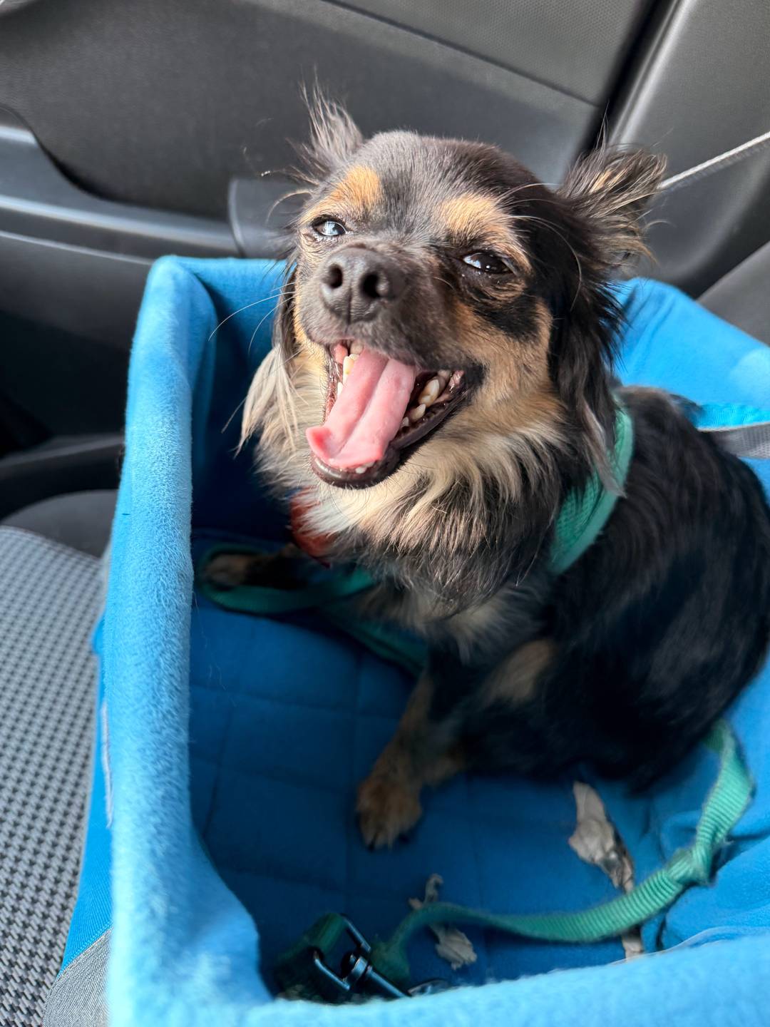 Min smiling as she sits in her car seat on the way home from a walk.