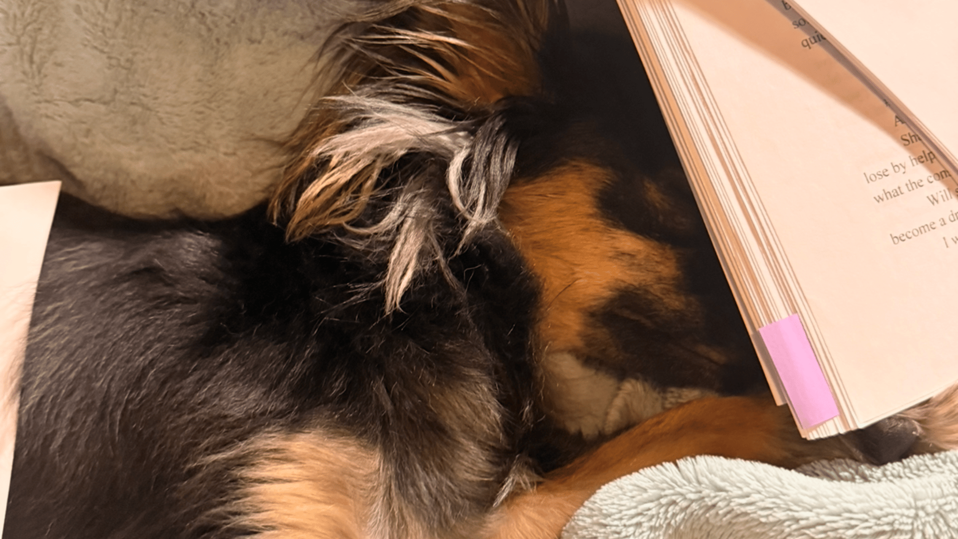 Minerva, a long-haired tri-color chihuahua, asleep under a pile of papers that semi-conceals her face.