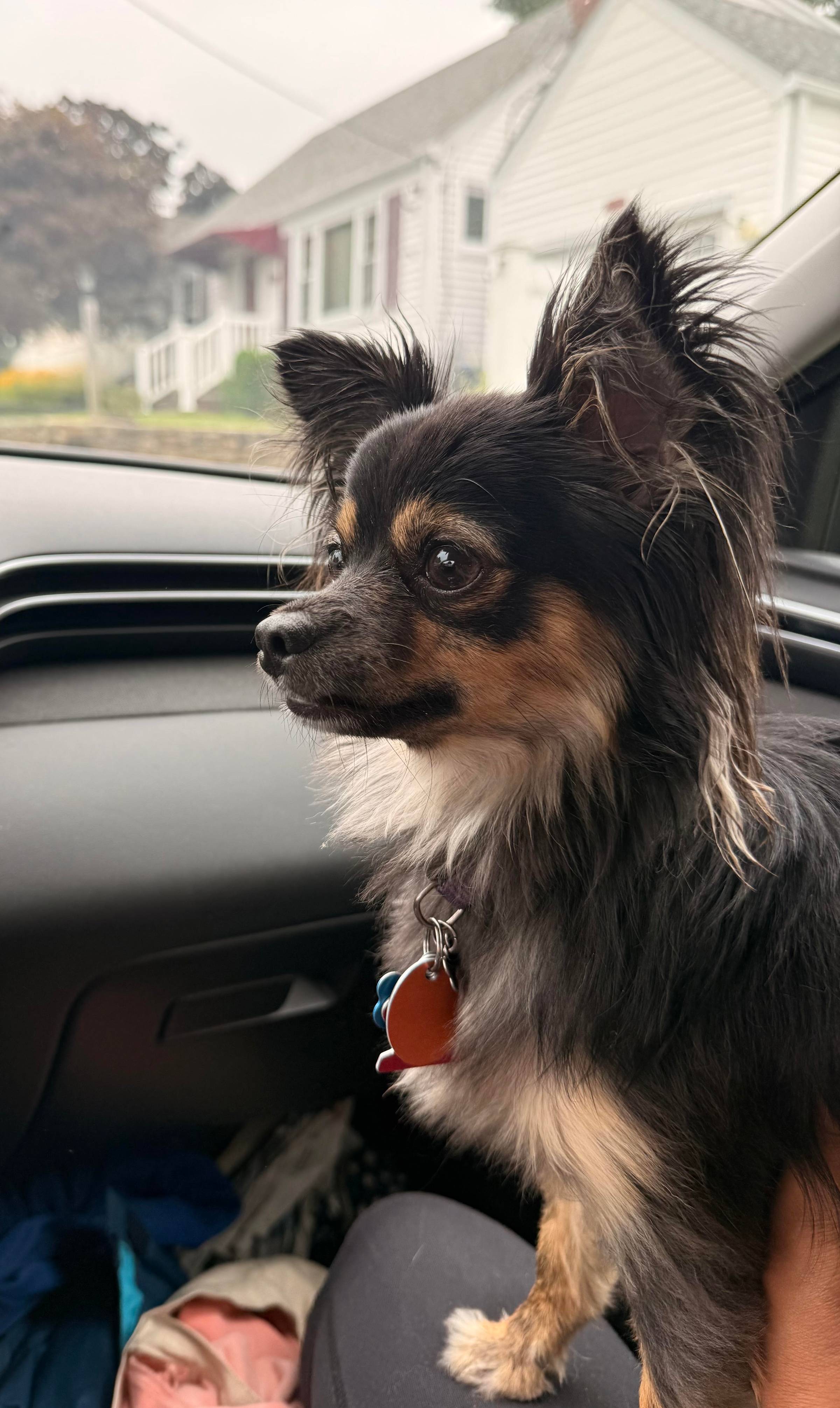 Minerva, a black and tan long-haired chihuahua stands on Olivia's lap and looks into the distance. 