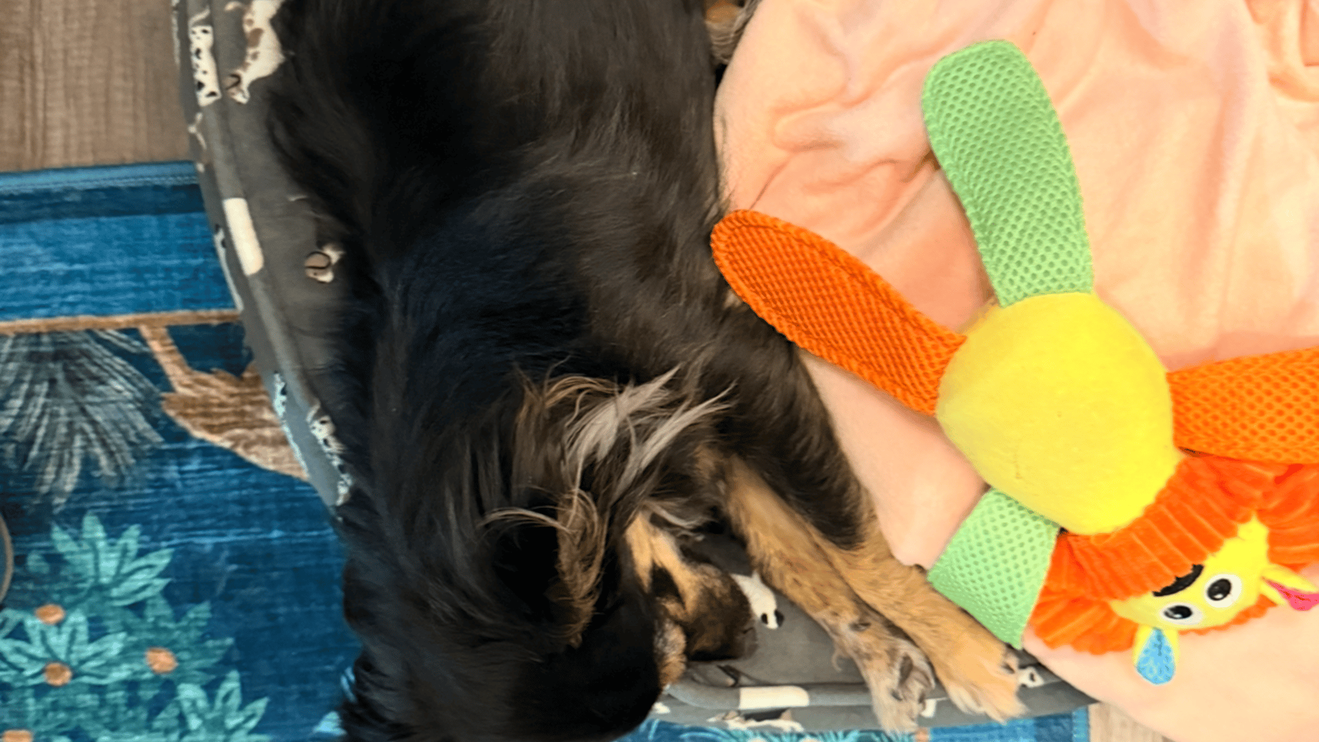 Minerva, a long-haired tri-color chihuahua, stretched out on her bed sleeping with her stuffed animal, a multi-colored lion.