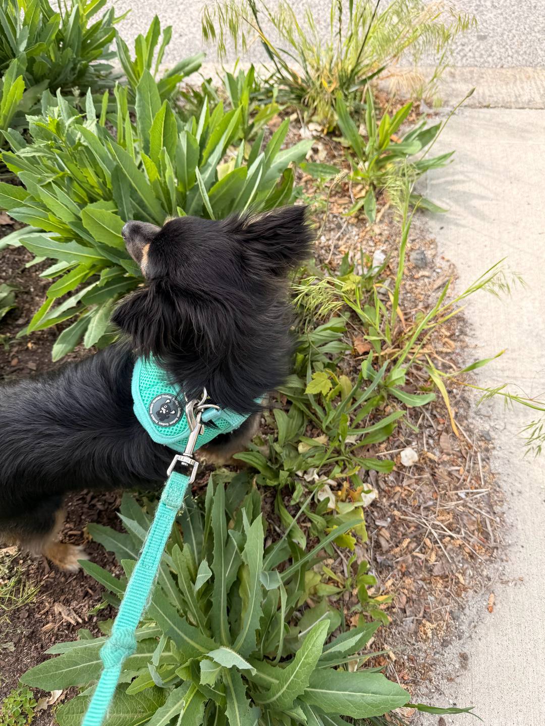 Min stands in a group of plants, actively sniffing and surveying her surroundings.