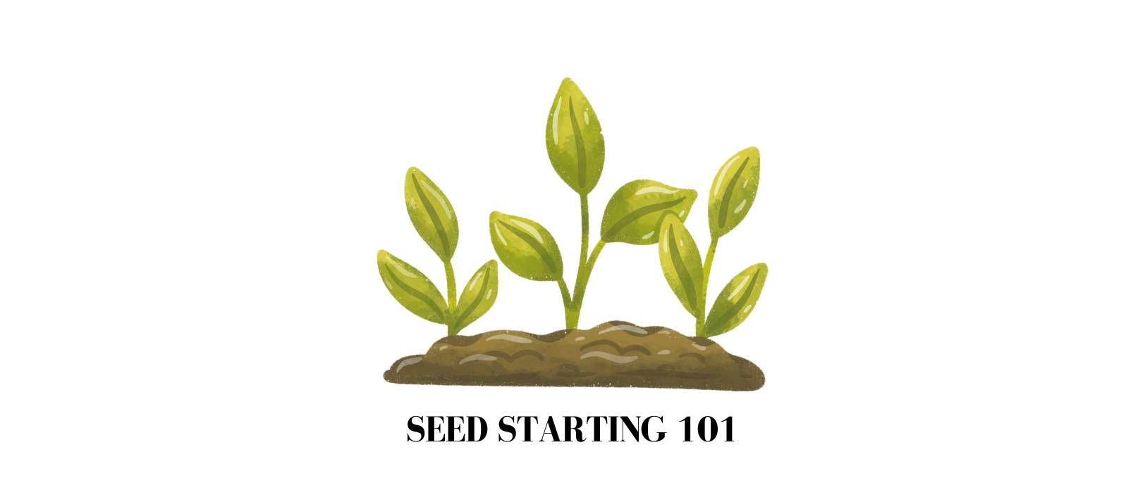 Seed Starting 101