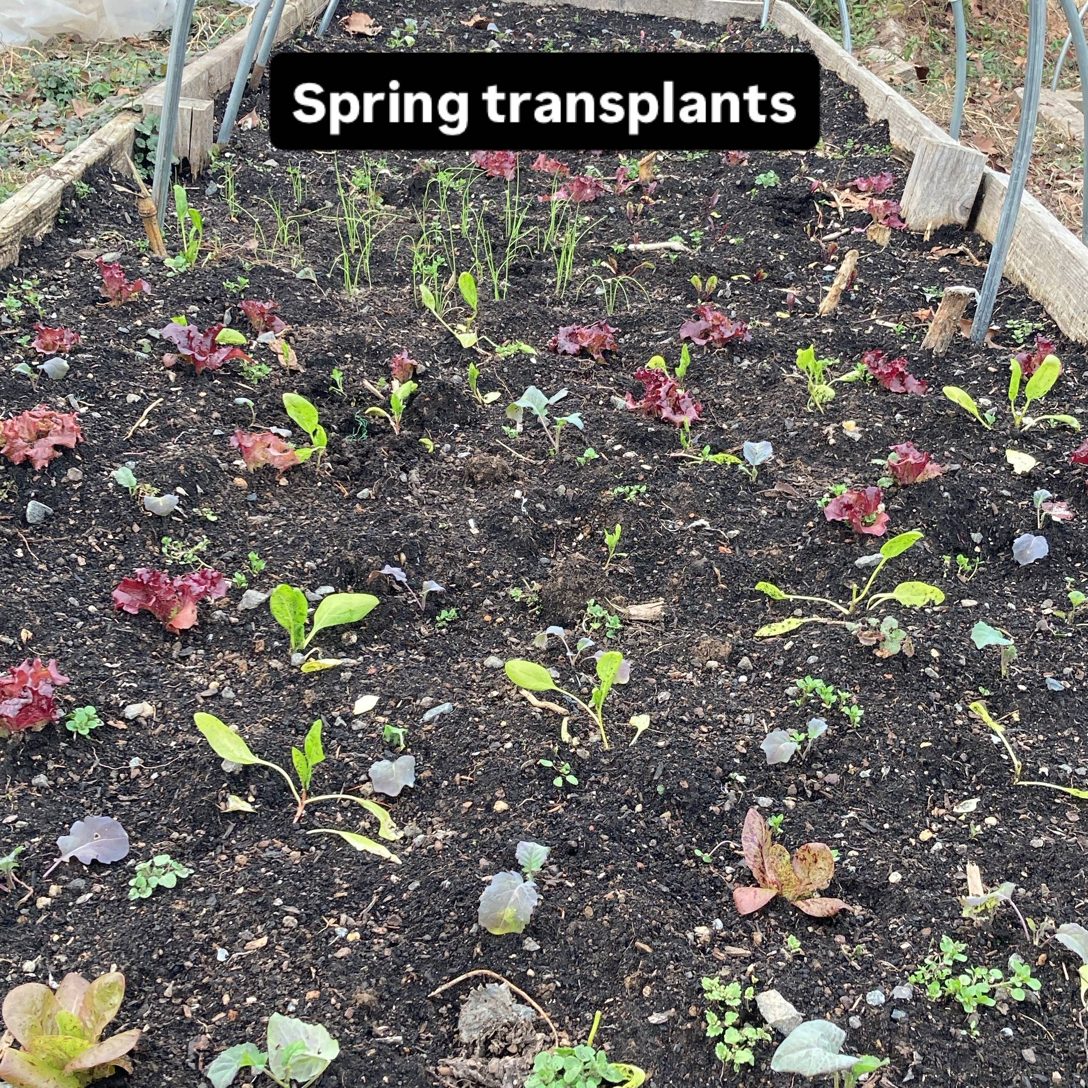 Transplanting Seedlings