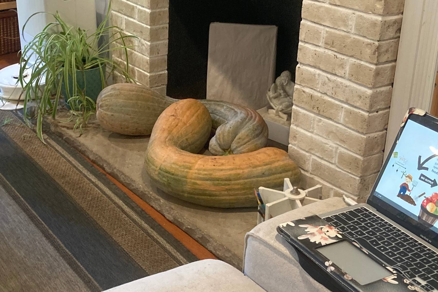 Long de nice squash