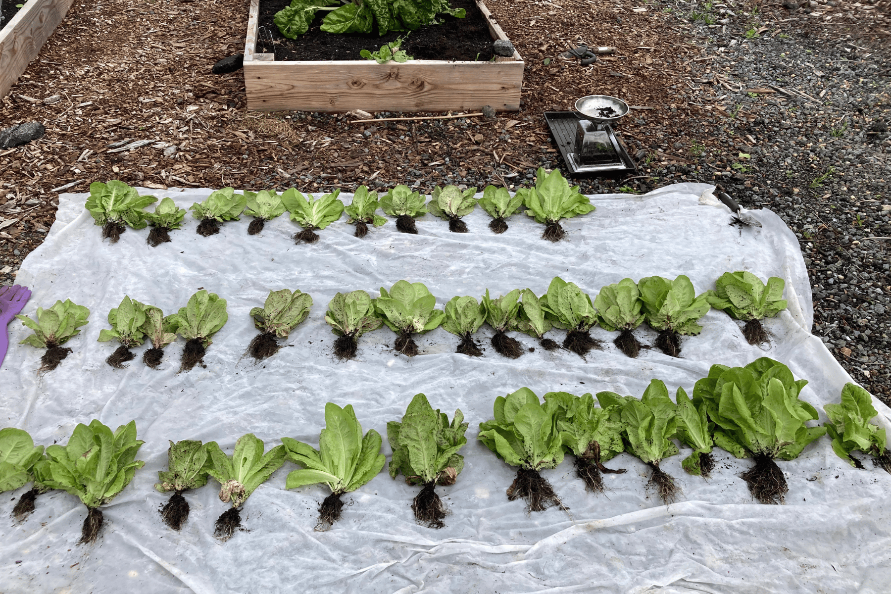 lettuce harvest