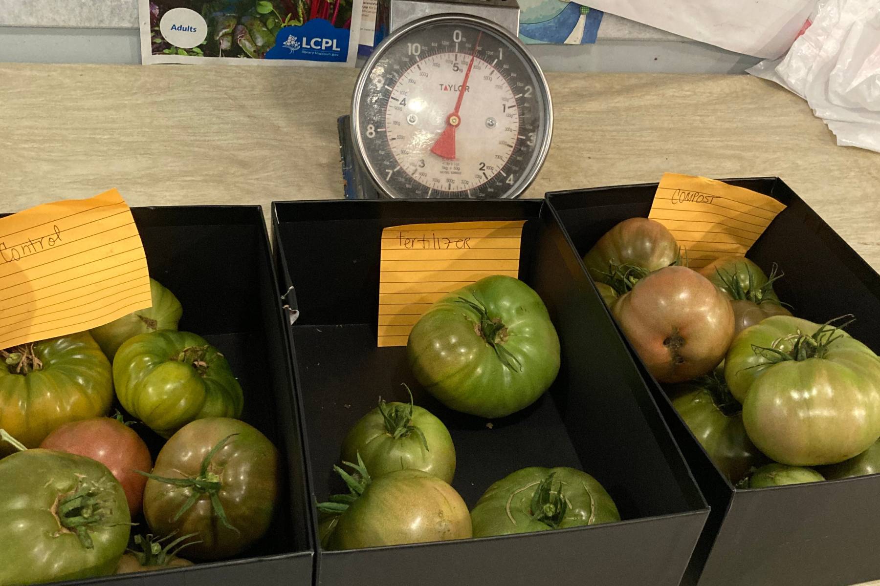 tomato harvest