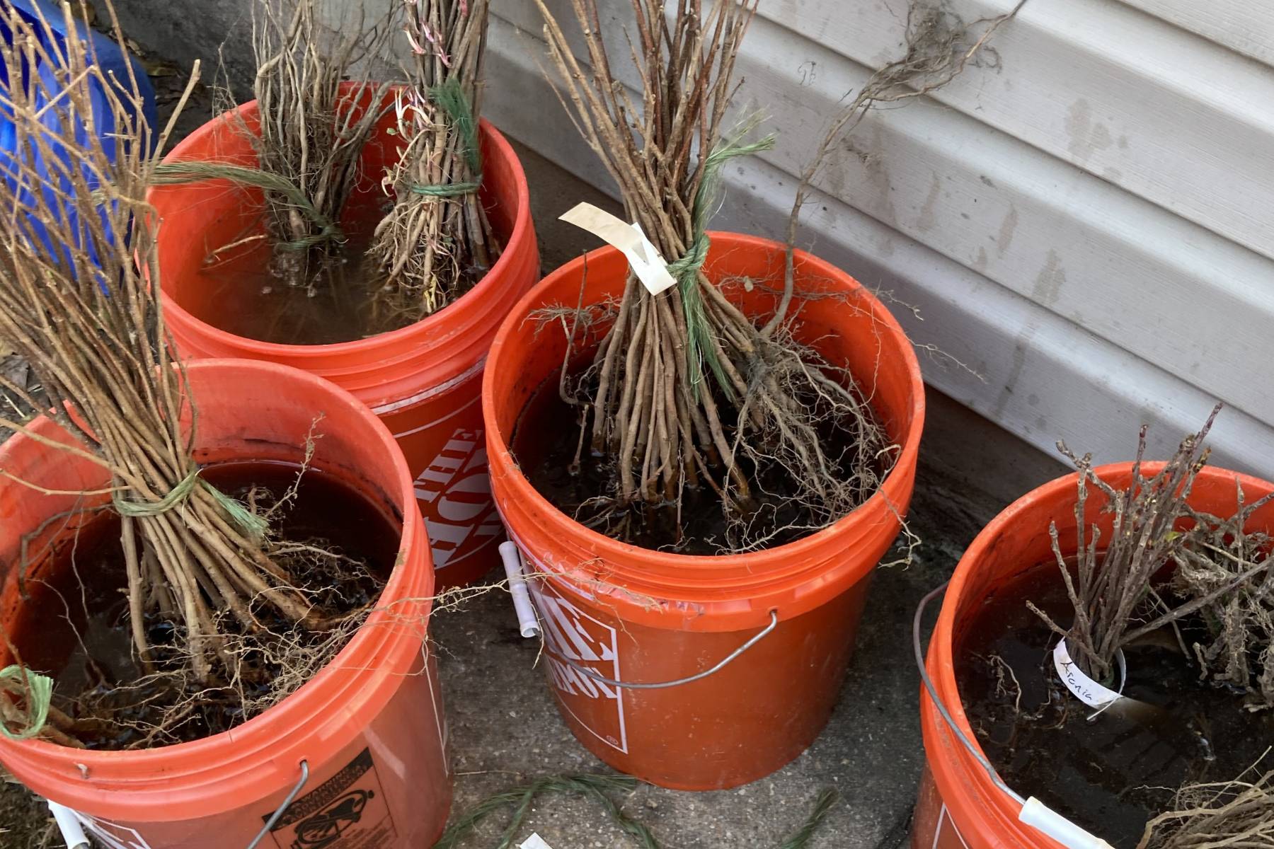 Soaking 240 trees before planting