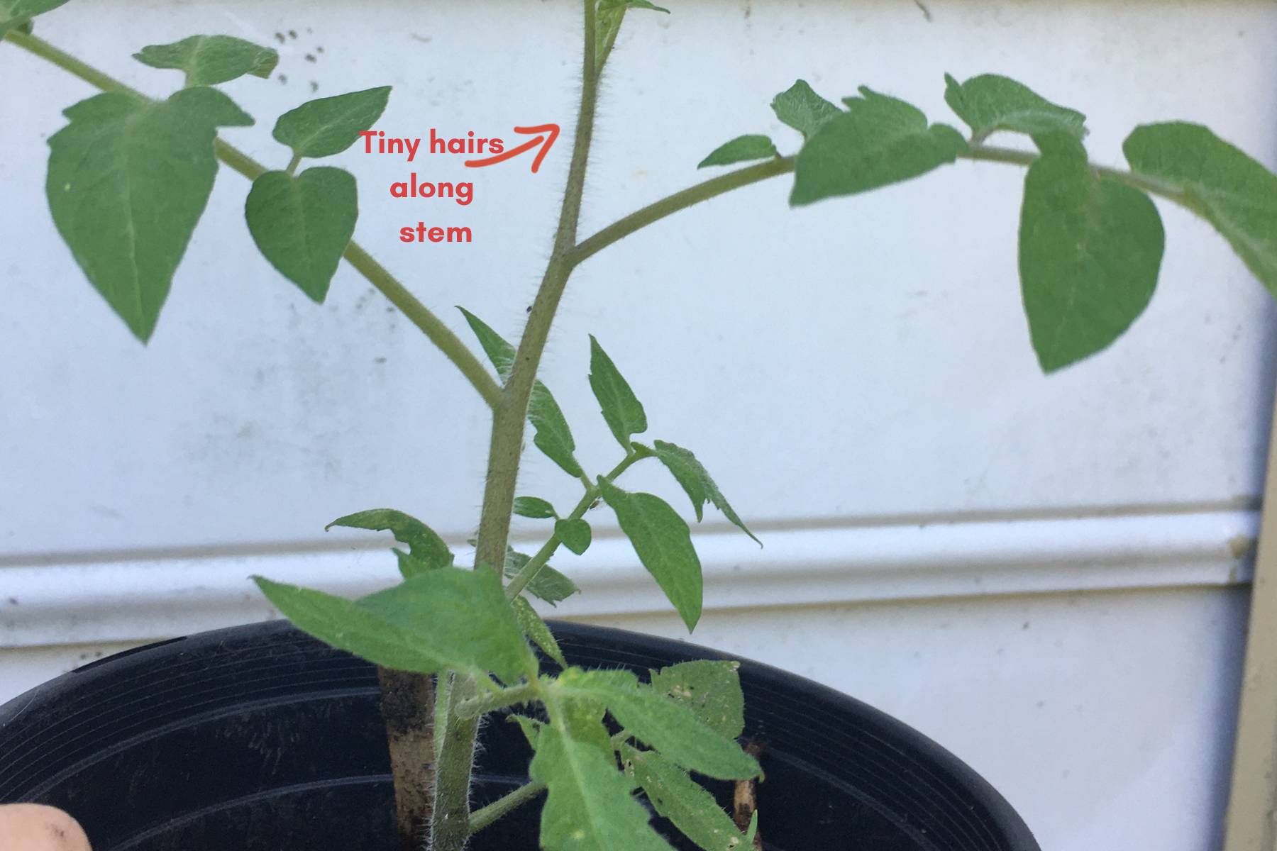 leggy tomato