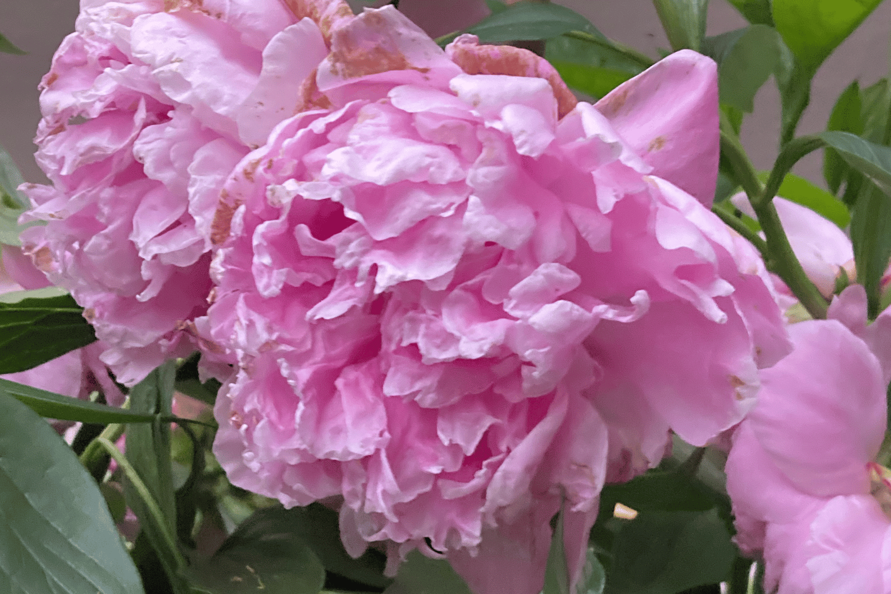 peonies