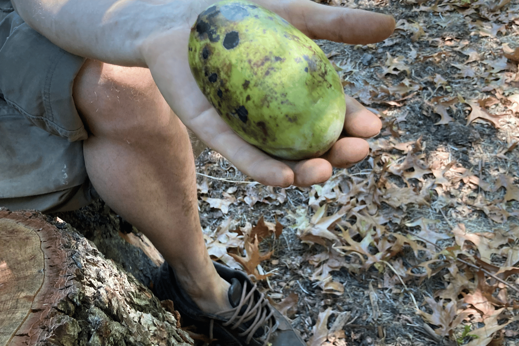 pawpaw