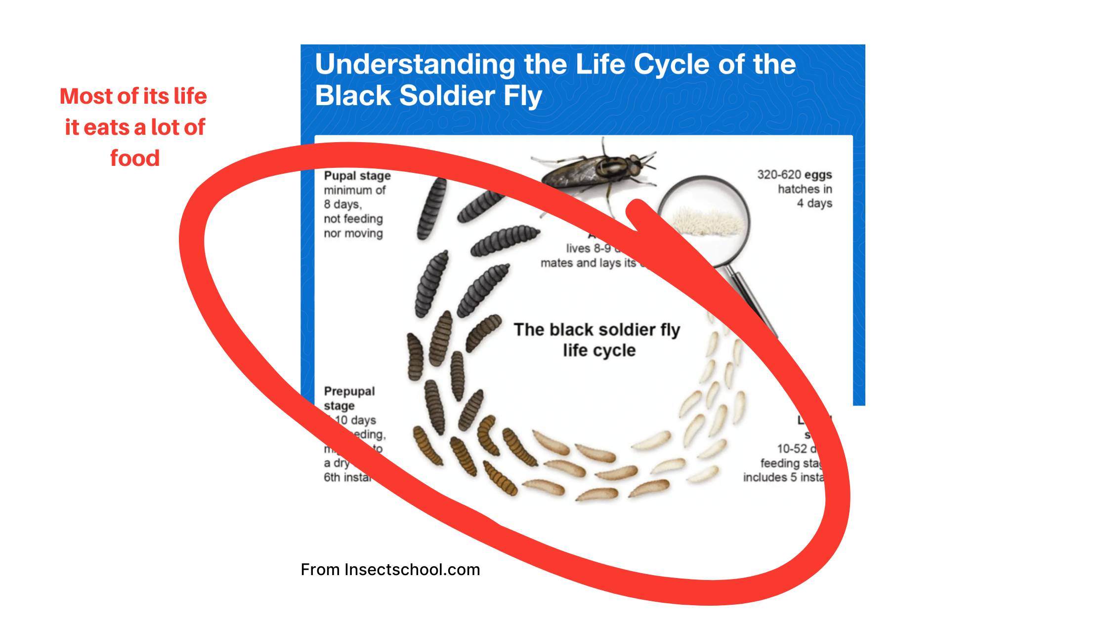 Black Soldier Fly Life Cycle