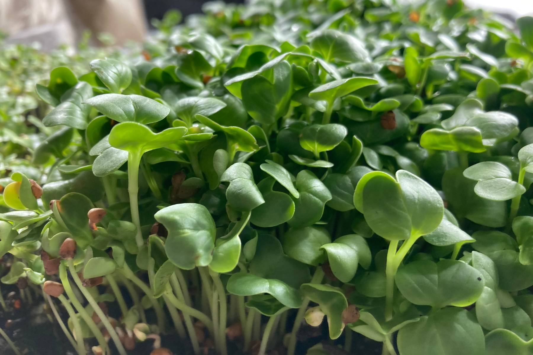 Broccoli Microgreens