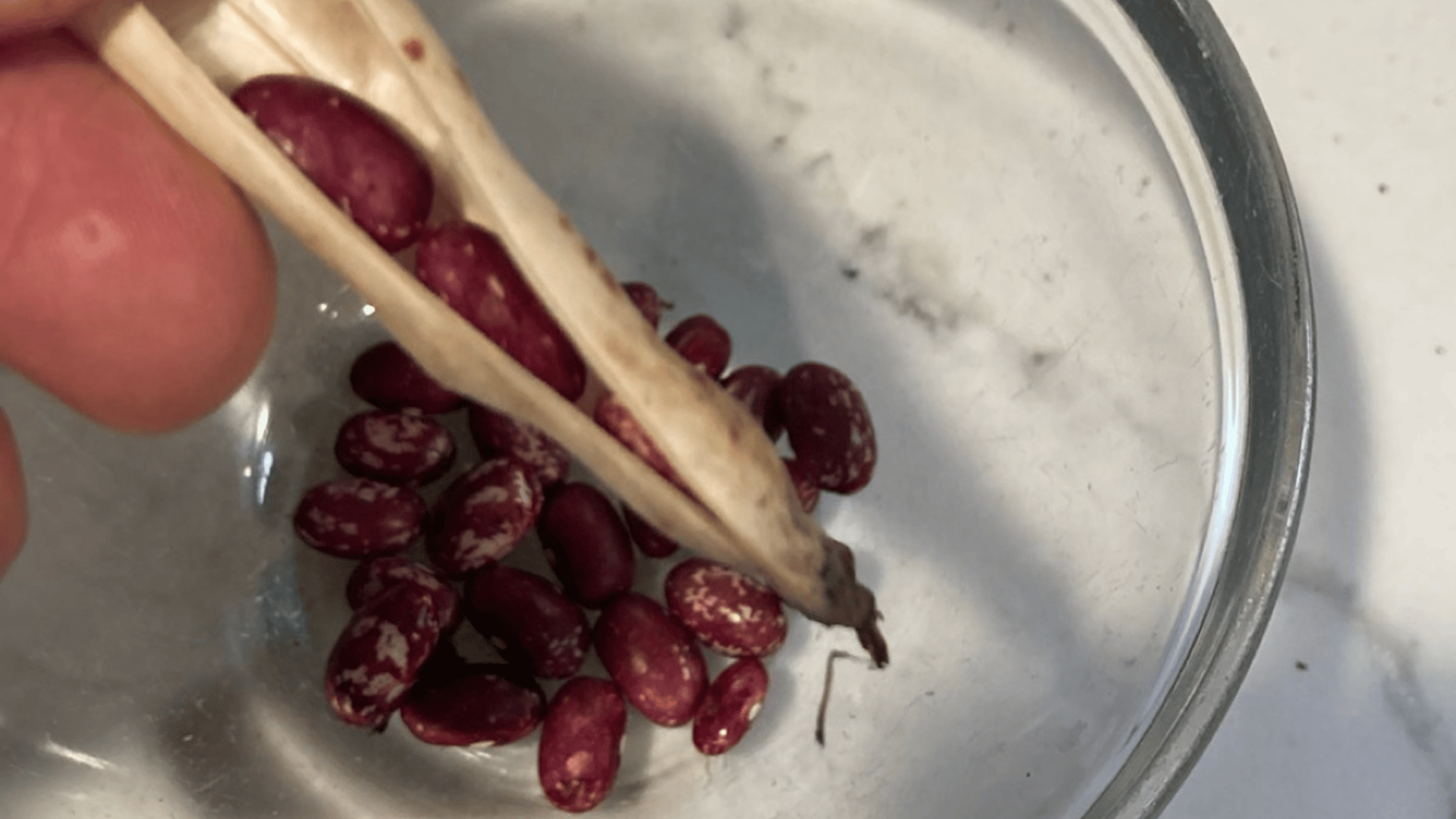 Bean seeds