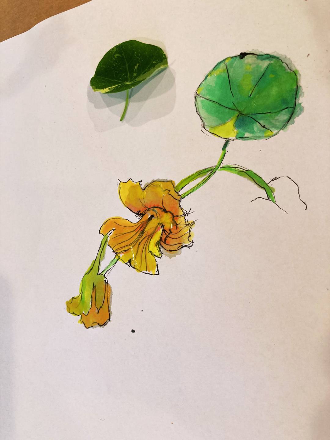nasturtium in bloom
