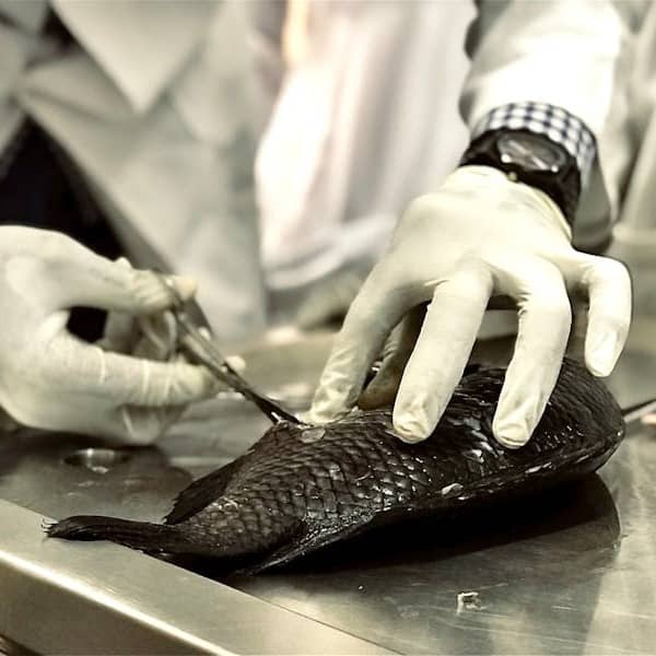 a person in white gloves cutting a fish