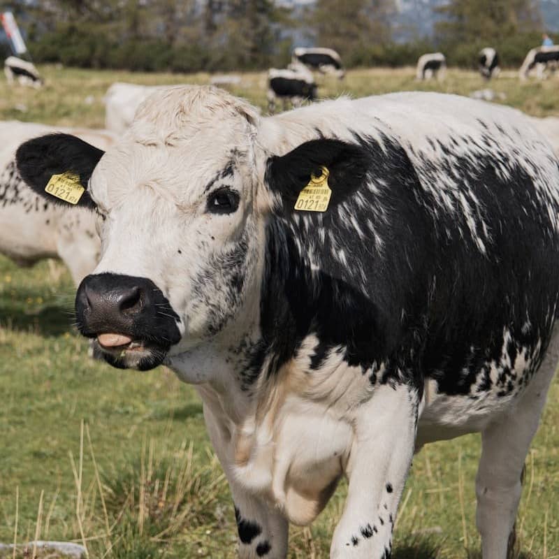 A herd of cows standing on top of a grass covered field